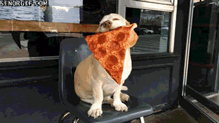 giphy dog pizza